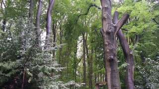 Bomen kappen vellen in Alphen en Chaam